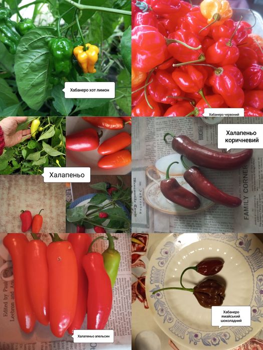 Насіння гострого перцю. Частина 2