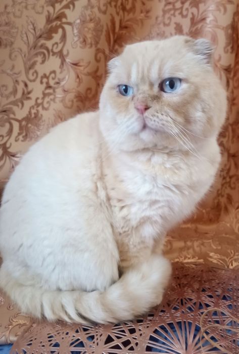 На в'язку скоттіш фолд хлопчик ред поінд .