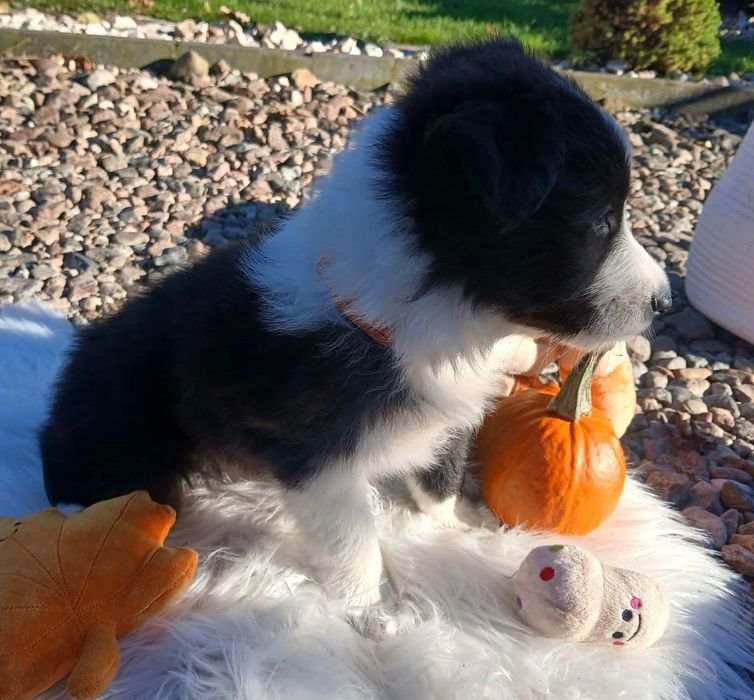Śliczna Suczka Border Collie