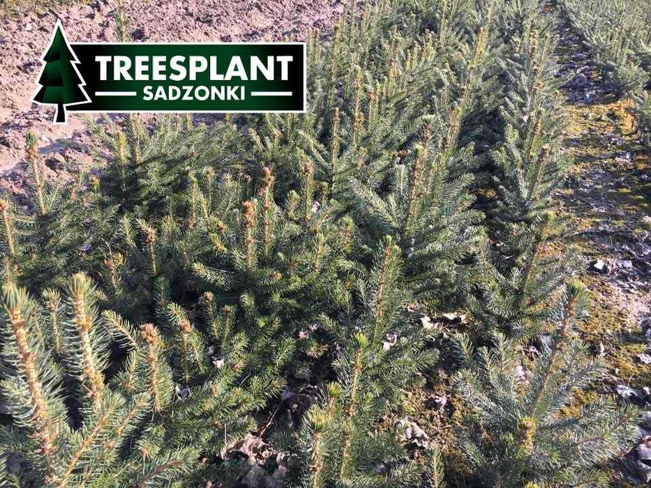 ŁÓDŹ Świerk Srebrny 2/2 30cm Szkółka sadzonki pospolity jodła kaukaska