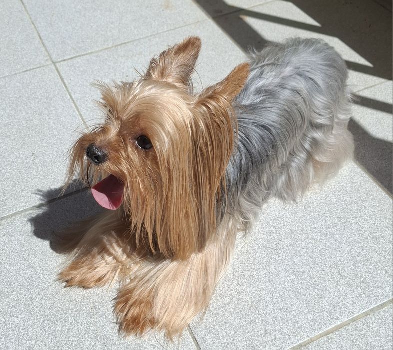 Yorkshire terrier macho para acasalar414933046767790083
