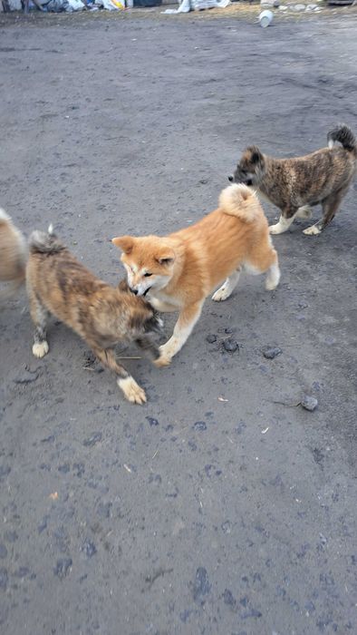 Akita inu suczka