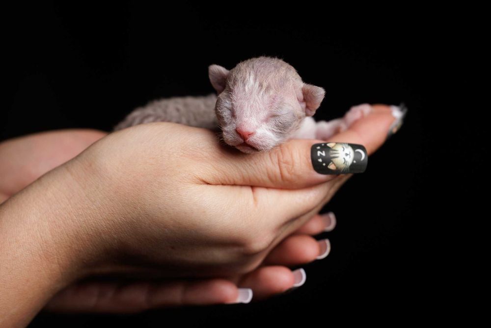 Devon Rex* Kocurek liliowy bicolor pręgowany