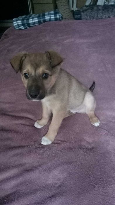 Метис хаски . Малыши.