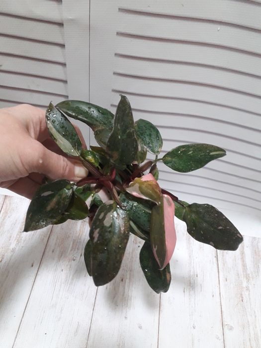 Филодендрон Розовая принцесса