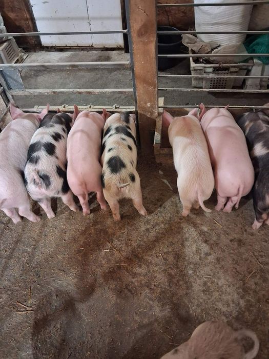 Продам поросят мясного направления.Возраст 1.5месяца.Цена 3500.