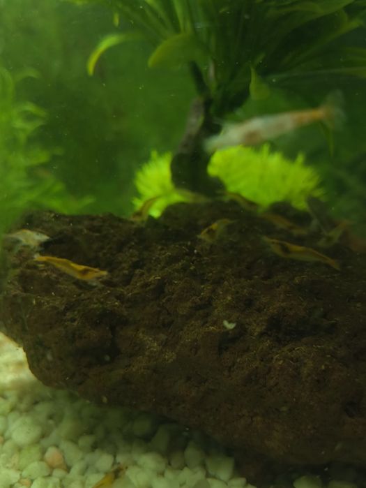 Camarões neocaridina Laranja