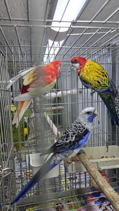 Roselias muito bonitas