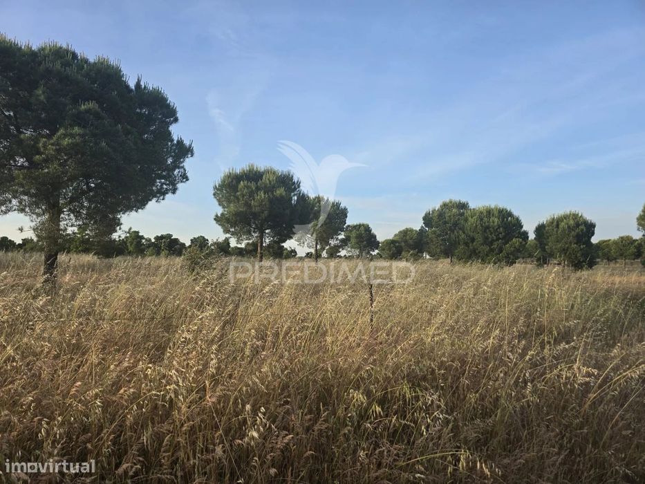 Herdade De 55,9 Ha Em Ourique | Exploração Agrícola E Pecuária | Cu...