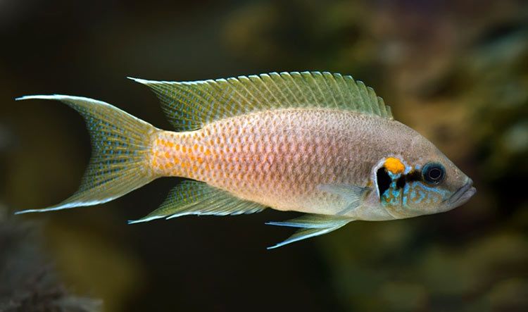 Neolamprologus brichardi księżniczka z Burundi 2 tanganika