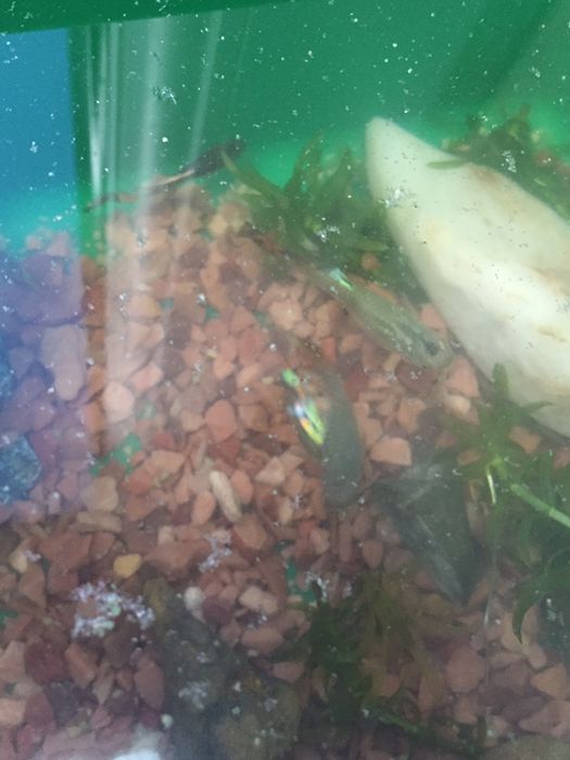 Рибкі ГУППІ.