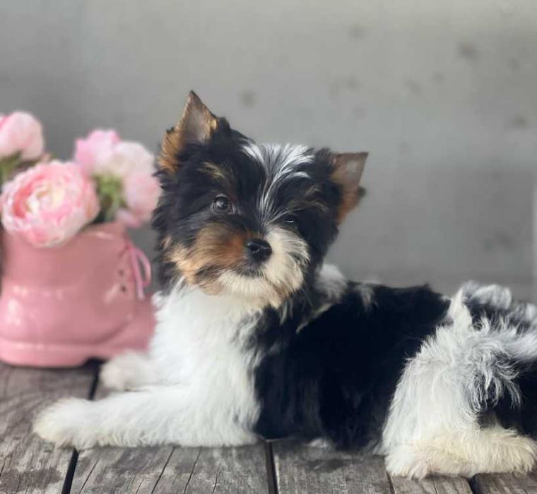 Бивер-йорк з високопородними екстер'єрними якостями