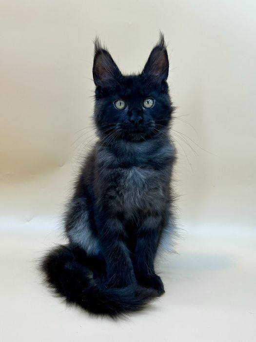 Мейн кун девченка полидакт