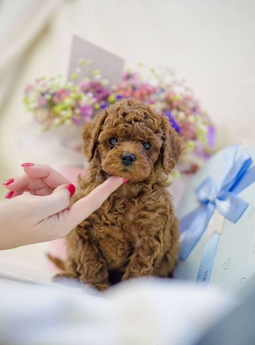 Малиш той.      пудель ред браун