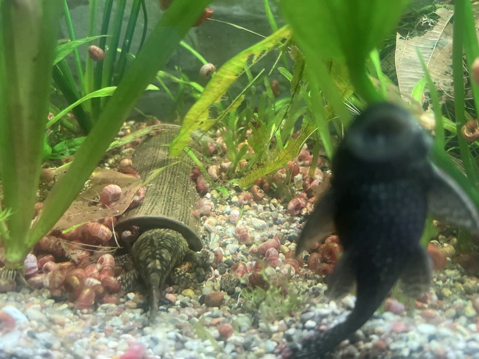 Zbrojniki  dorosłe parami