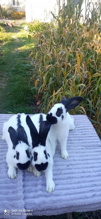 Кролі породою НСВ