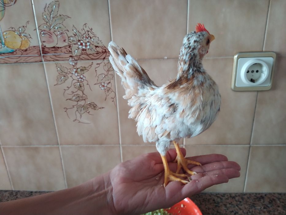 Galo serama  galinhas pintainhos casa quarto apartamento vivenda escritório gabinete carro cozinha.