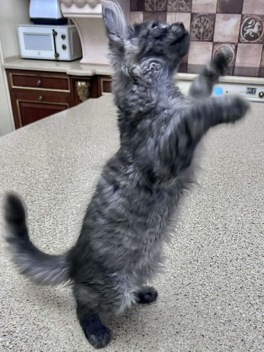 Метис шикарного окраса