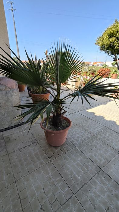 Palmeira Washingtonia