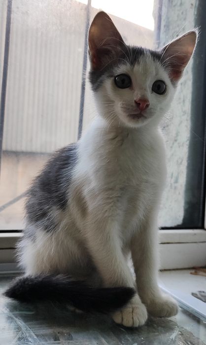 Отдам котят в хорошие руки