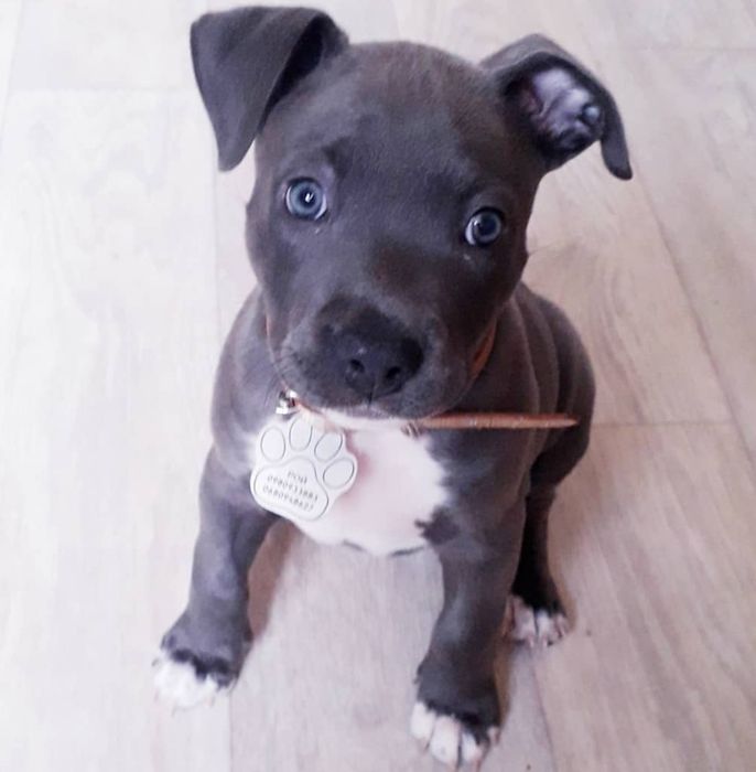 Вязка питбуль серый