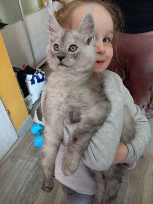 Maine coon kocur srebrny dymny