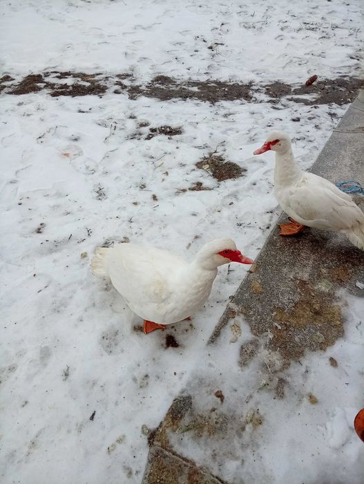 Шипуни качки білі