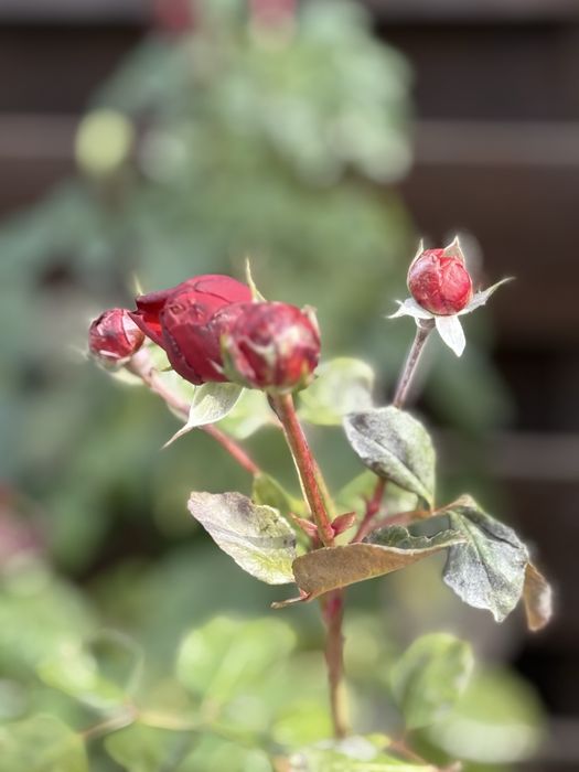 Продам дом РК  Тартус -155 тыс$