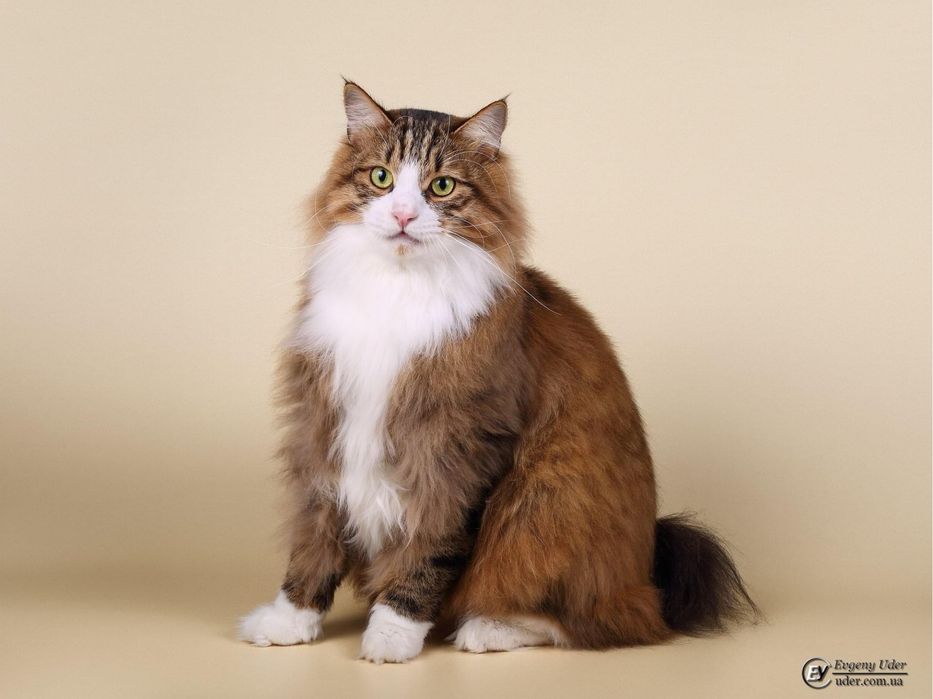 Курильський бобтейл кошенята