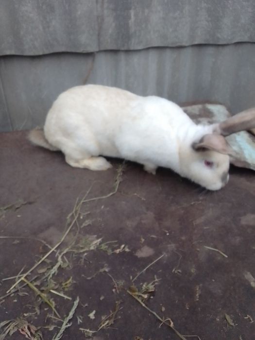 Продаються кролі.