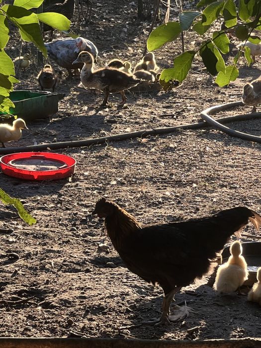 Индоутята тяжелых линий