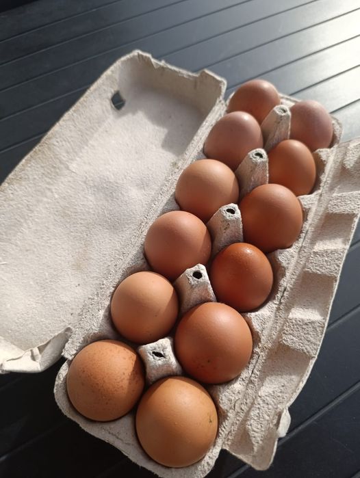 Ovos Biológicos Frescos – Produção em Pasto