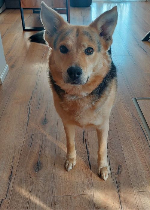 Podaruj dom dla psa w potrzebie