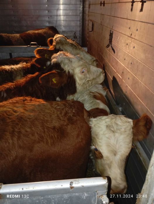 Odsadki byczki byki jałówki simental