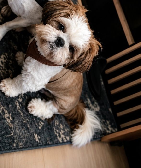 Piesek SHIH TZU urodzony 26/12/2025