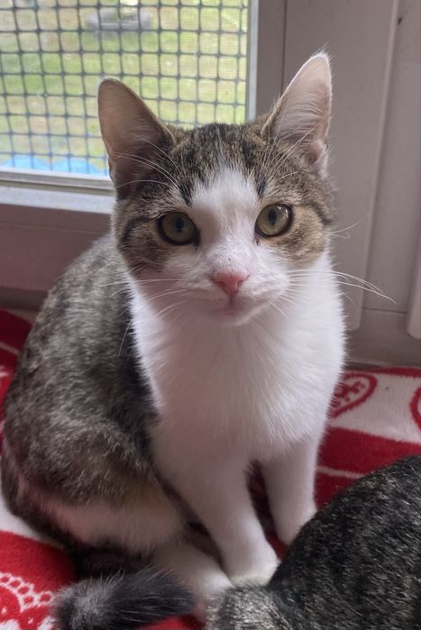 Kotka 5 miesięczna do adopcji