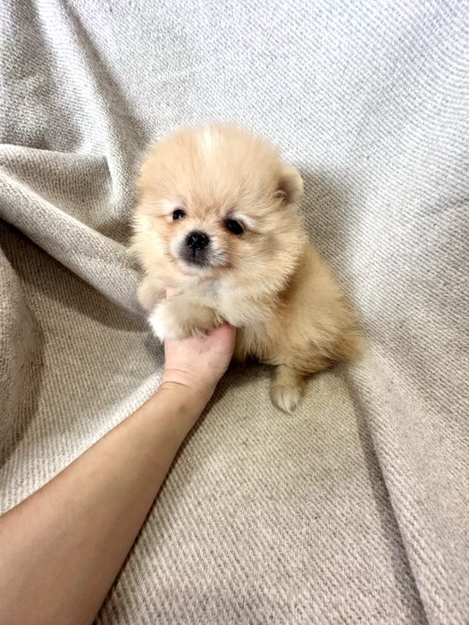 Lulu da pomerânia / spitz alemão anão, com LOP