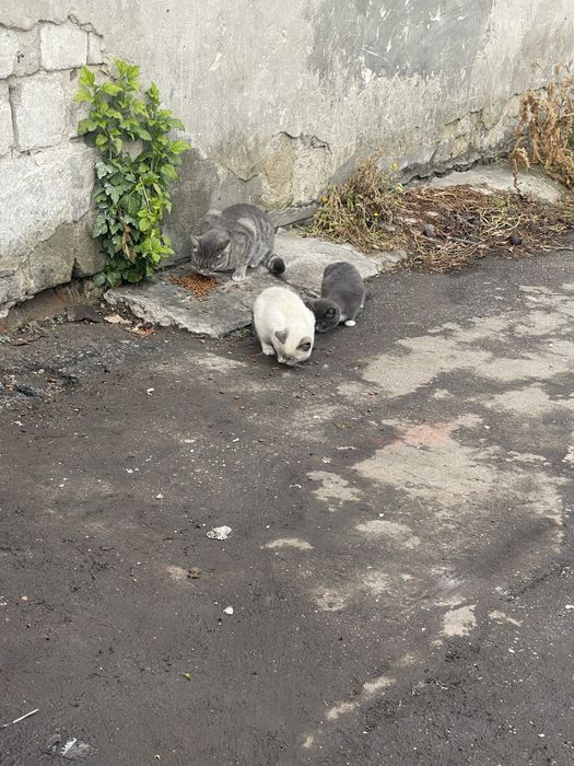 Кошенята в добрі руки