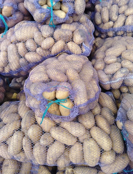 Продам Чернігівську картошкуртошку розовних та білих сортів