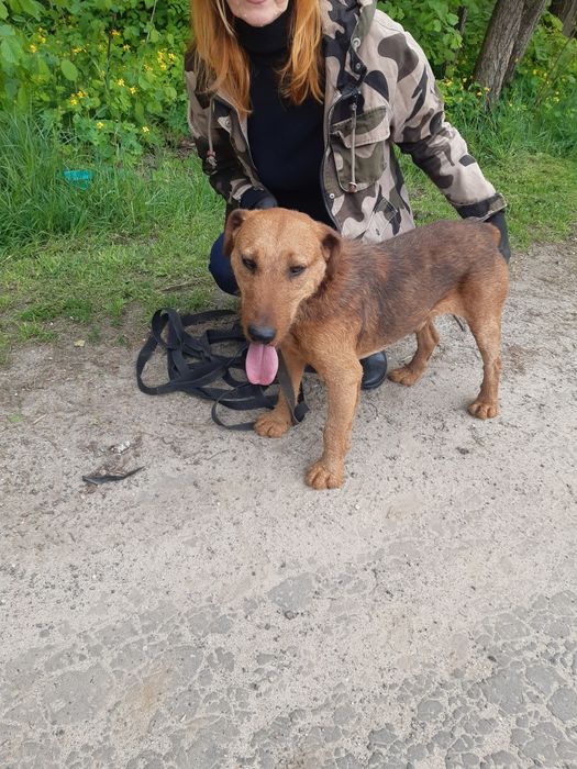 Śliczny mały piesek Dingo do adopcji ze schroniska.