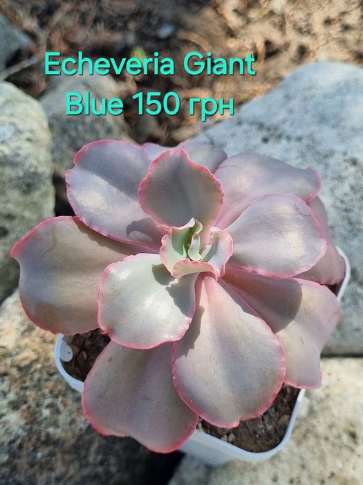 Сукуленти Echeveria Kalanchoe