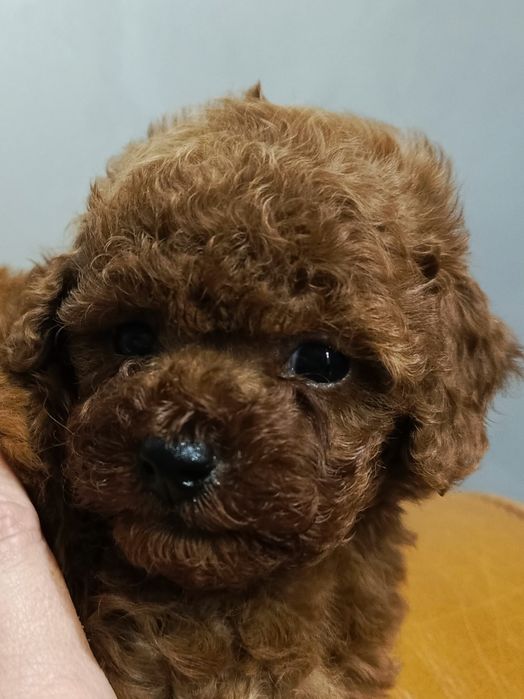 Неймовірно гарні малюки той пуделя.