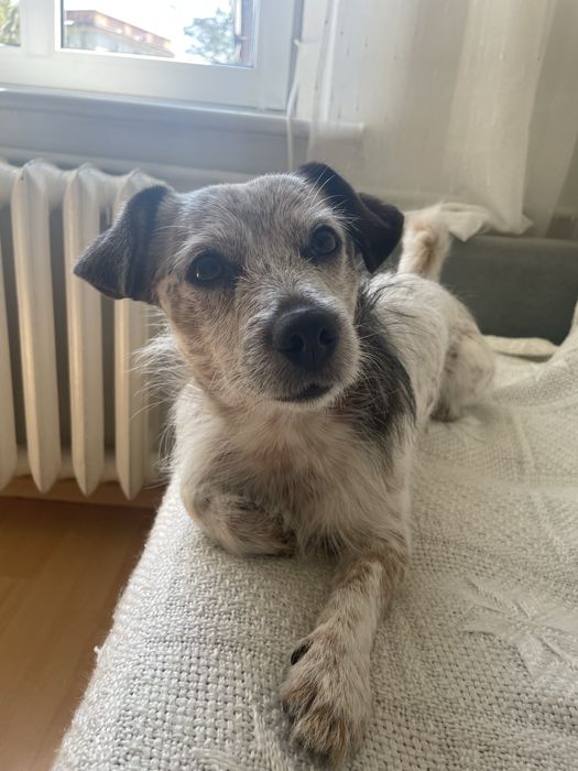 Oddam psa w dobre ręce.