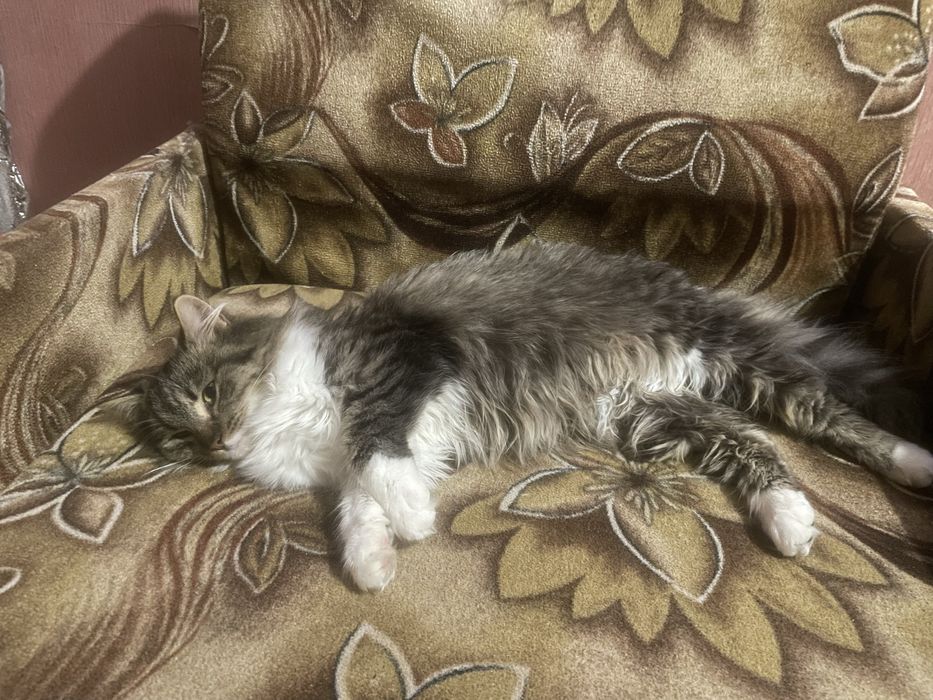 Кішечка киця котик