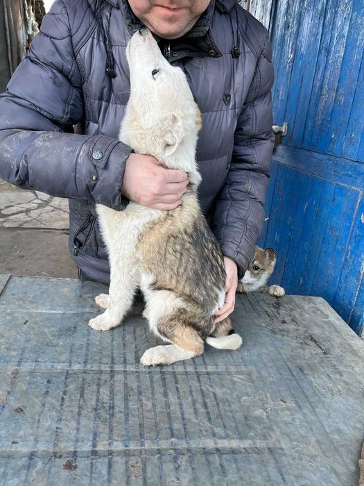 Цуценята західно-сибірська лайка