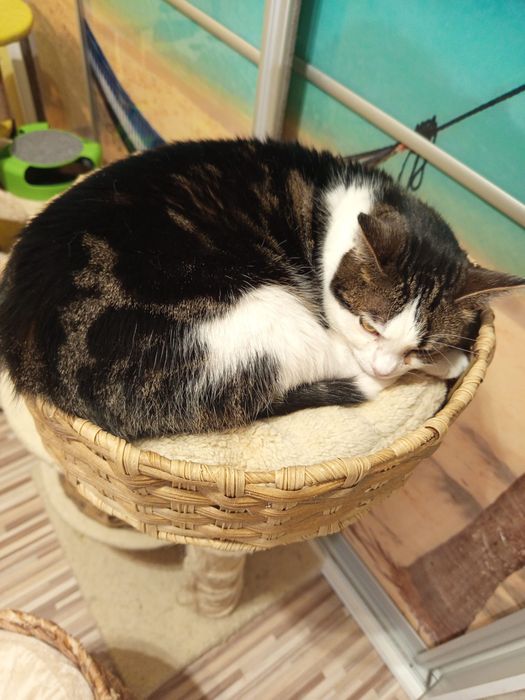 Wysterylizowana kotka szuka domu niewychodzącego