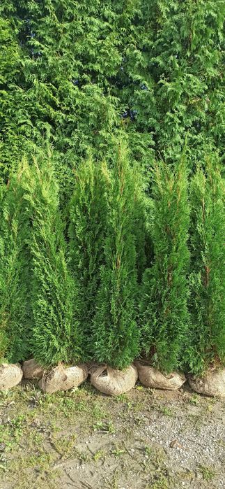 WYPRZEDAŻ Tuja szmaragd 150-160cm