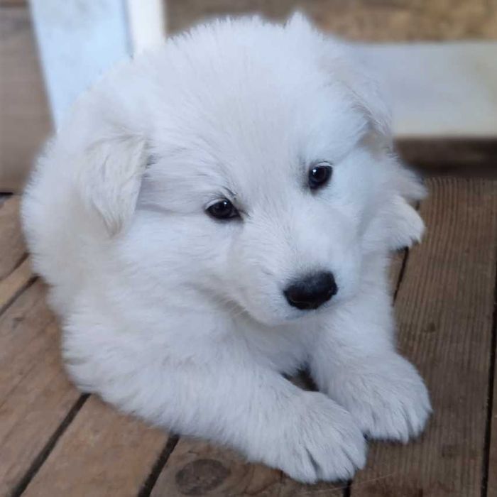 Шикарні довгошерсті цуценята БШВ біла швейцарська вівчарка док.КСУ/FCI