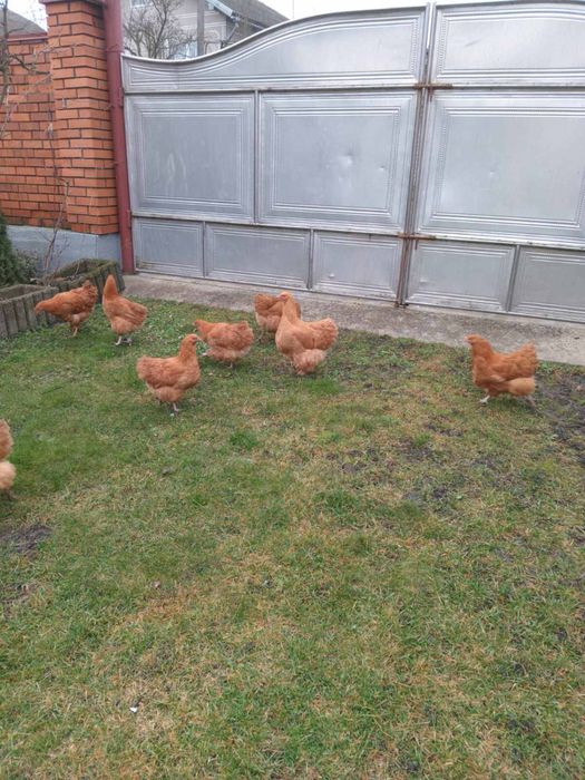 Палевий орпінгтон