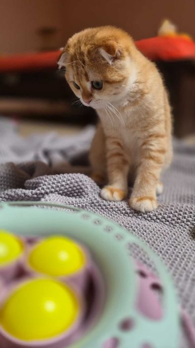 Scottish Fold дівчинка доступна до резерву